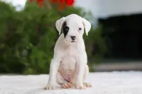 Ethan, a male Boxer for sale in Fredericksburg, OH – Photo 5 of 5