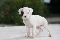 Ethan, a male Boxer for sale in Fredericksburg, OH – Photo 1 of 5