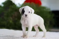 Ethan, a male Boxer for sale in Fredericksburg, OH – Photo 4 of 5