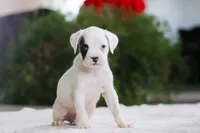 Ethan, a male Boxer for sale in Fredericksburg, OH – Photo 2 of 5