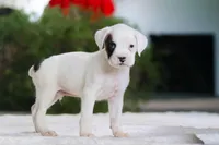 Ethan, a male Boxer for sale in Fredericksburg, OH – Photo 3 of 5