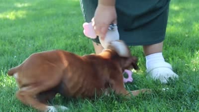 Annie, a female Boxer for sale in Fredericksburg, OH – 10 of 10