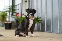 Fido, a male Boxer for sale in Fredericksburg, OH – 3 of 8