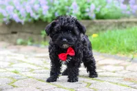 Pat, a male Yorkipoo for sale in Fredericksburg, OH – 3 of 5
