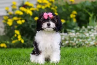 Sunnie, a female Cavapoo for sale in Fredericksburg, OH – 5 of 6