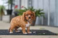 Chase, a male Cavalier King Charles Spaniel for sale in Fredericksburg, OH – 3 of 8