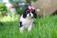 Sunnie, a female Cavapoo for sale in Fredericksburg, OH – Photo 3 of 5