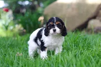 Sunnie, a female Cavapoo for sale in Fredericksburg, OH – Photo 5 of 5