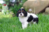Sunnie, a female Cavapoo for sale in Fredericksburg, OH – Photo 1 of 5