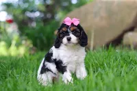 Sunnie, a female Cavapoo for sale in Fredericksburg, OH – Photo 4 of 5