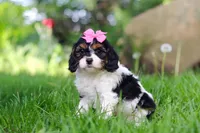 Sunnie, a female Cavapoo for sale in Fredericksburg, OH – Photo 2 of 5