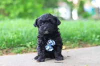 Pat, a male Yorkipoo for sale in Fredericksburg, OH – Photo 3 of 6