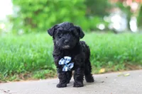 Pat, a male Yorkipoo for sale in Fredericksburg, OH – Photo 5 of 6