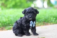 Pat, a male Yorkipoo for sale in Fredericksburg, OH – Photo 2 of 6