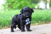 Pat, a male Yorkipoo for sale in Fredericksburg, OH – Photo 4 of 6