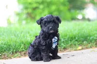 Pat, a male Yorkipoo for sale in Fredericksburg, OH – Photo 6 of 6