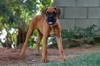 Lily, a female Boxer for sale in Fredericksburg, OH – 1 of 4