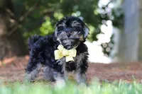 Spike, a male Yorkipoo for sale in Fredericksburg, OH – 3 of 6