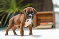 Luke, a male Boxer for sale in Fredericksburg, OH – Photo 5 of 5