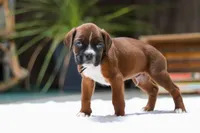 Luke, a male Boxer for sale in Fredericksburg, OH – Photo 2 of 5