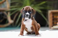 Luke, a male Boxer for sale in Fredericksburg, OH – Photo 3 of 5