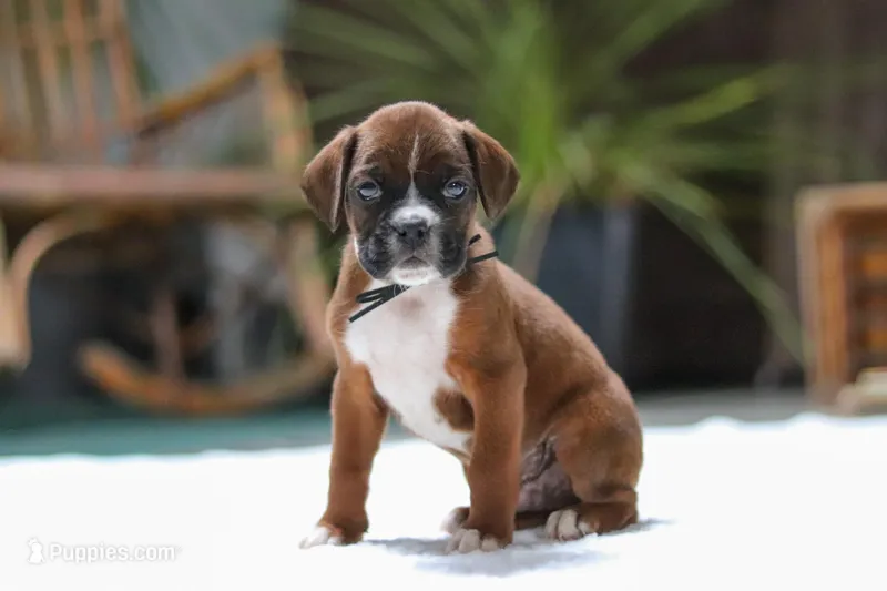Luke – Boxer puppy on hold in Fredericksburg, OH