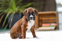 Luke, a male Boxer for sale in Fredericksburg, OH – Photo 4 of 5