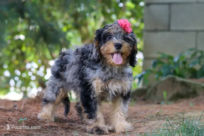 Roxy – Cavapoo puppy for sale in Fredericksburg, OH