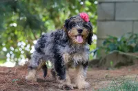 Roxy, a female Cavapoo for sale in Fredericksburg, OH – 1 of 5