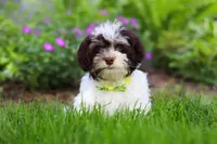 Brady, a male Havanese for sale in Fredericksburg, OH – 2 of 4
