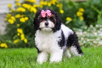 Sunnie, a female Cavapoo for sale in Fredericksburg, OH – 4 of 6