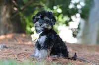 Spike, a male Yorkipoo for sale in Fredericksburg, OH – 2 of 6