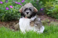 Susie, a female Havanese for sale in Fredericksburg, OH – 3 of 5