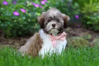 Honey, a female Havanese for sale in Fredericksburg, OH – 5 of 5