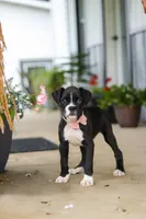 Fido, a male Boxer for sale in Fredericksburg, OH – 6 of 8