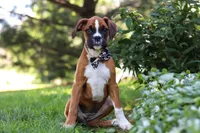 Annie, a female Boxer for sale in Fredericksburg, OH – 4 of 10
