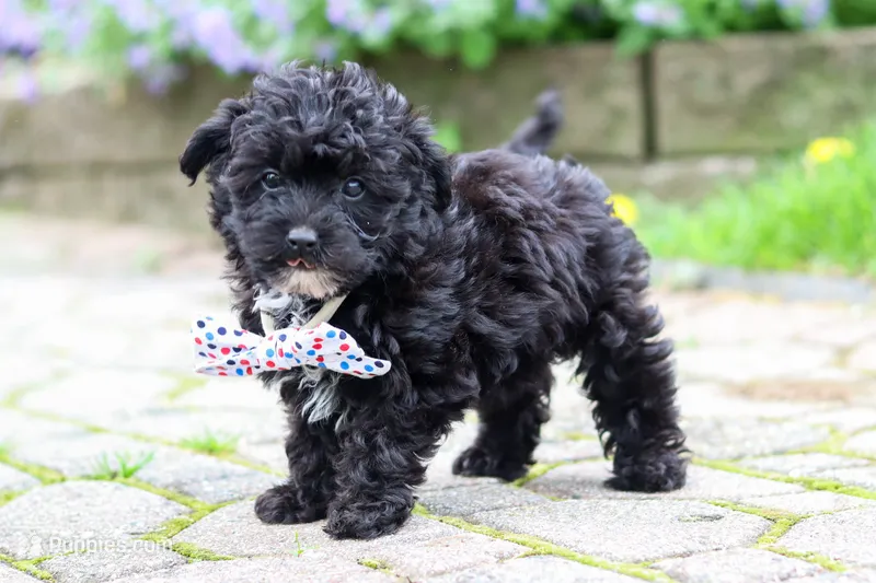 Buster – Yorkipoo puppy for sale in Fredericksburg, OH