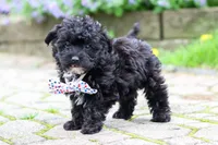 Buster, a male Yorkipoo for sale in Fredericksburg, OH – 1 of 5
