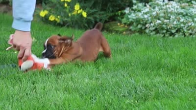 Annie, a female Boxer for sale in Fredericksburg, OH – 5 of 5