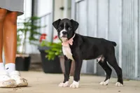 Fido, a male Boxer for sale in Fredericksburg, OH – 2 of 8
