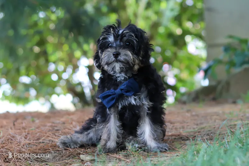 Spike – Yorkipoo puppy for sale in Fredericksburg, OH