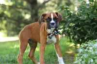 Annie, a female Boxer for sale in Fredericksburg, OH – 7 of 10