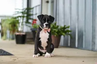 Fido, a male Boxer for sale in Fredericksburg, OH – 4 of 8