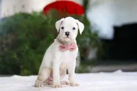 Ariana, a female Boxer for sale in Fredericksburg, OH – Photo 4 of 5