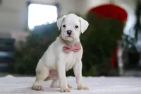 Ariana, a female Boxer for sale in Fredericksburg, OH – Photo 5 of 5