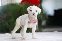 Ariana, a female Boxer for sale in Fredericksburg, OH – Photo 2 of 5