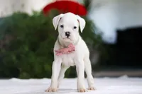 Ariana, a female Boxer for sale in Fredericksburg, OH – Photo 3 of 5