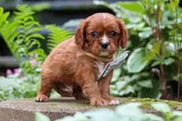 Rusty, a male Cavalier King Charles Spaniel for sale in Fredericksburg, OH – 4 of 6