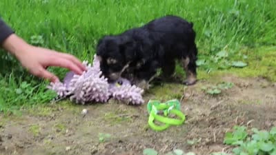 Spike, a male Yorkipoo for sale in Fredericksburg, OH – 6 of 6