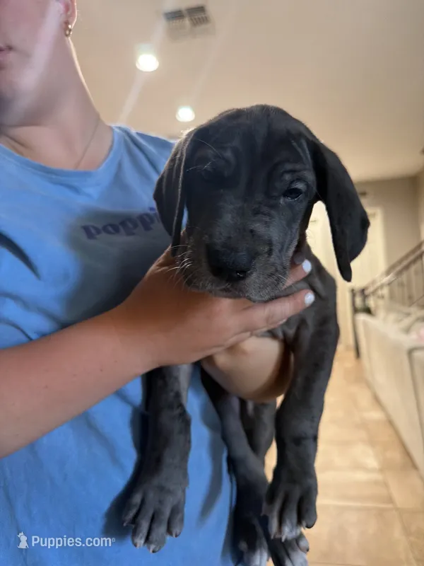 Blue Girl – Great Dane puppy for sale in Mesa, AZ